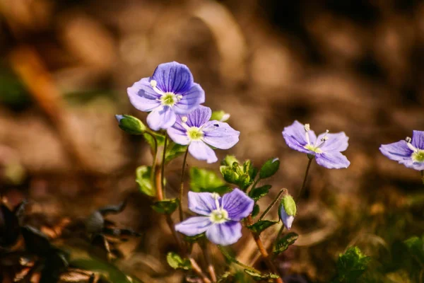 Bellissimi piccoli fiori blu nell'erba in primavera — Foto Stock