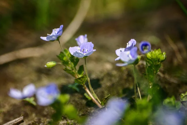 Bellissimi piccoli fiori blu nell'erba in primavera — Foto Stock
