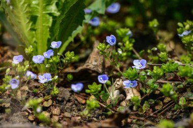 Güzel küçük mavi çiçekler ilkbaharda çim