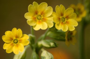 Doğal bir arka plan bahar üzerinde güzel sarı vahşi primulas