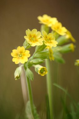 Doğal bir arka plan bahar üzerinde güzel sarı vahşi primulas