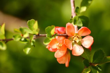 Doğal bir arka plan üzerinde güzel cydonia çiçekleri