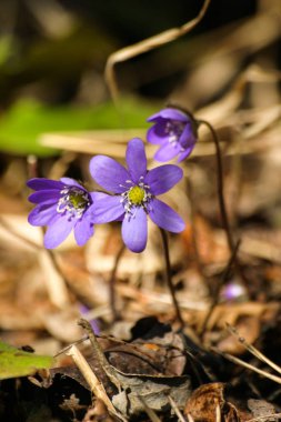 Doğal bir arka plan bahar üzerinde güzel ortak hepaticas