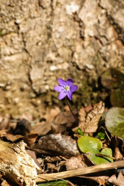 Doğal bir arka plan bahar üzerinde güzel ortak hepaticas