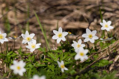 Doğal bir arka plan bahar üzerinde güzel beyaz hepaticas