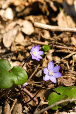 Doğal bir arka plan bahar üzerinde güzel ortak hepaticas