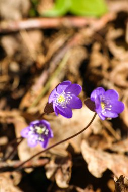 Doğal bir arka plan bahar üzerinde güzel ortak hepaticas