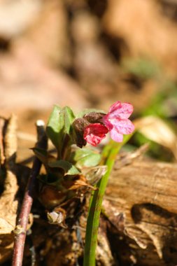 Bahar çiçekli doğal yaşam karanlık lungwort