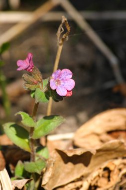 Bahar çiçekli doğal yaşam karanlık lungwort