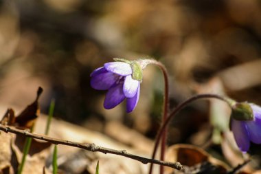 Doğal bir arka plan bahar üzerinde güzel ortak hepaticas