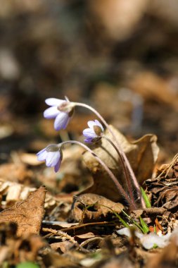 Doğal bir arka plan bahar üzerinde güzel ortak hepaticas
