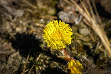 Doğal bir arka plan bahar üzerinde güzel sarı coltsfoots