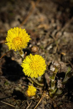 Doğal bir arka plan bahar üzerinde güzel sarı coltsfoots