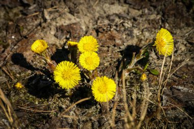 Doğal bir arka plan bahar üzerinde güzel sarı coltsfoots