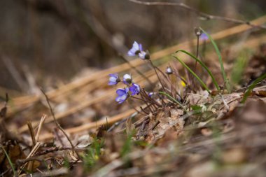 Doğal bir arka plan bahar üzerinde güzel ortak hepaticas