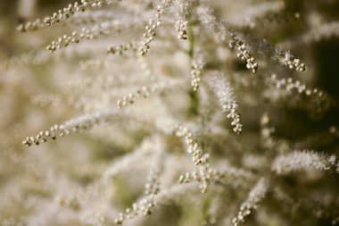 Beyaz astilbe çiçek güzel bir close-up