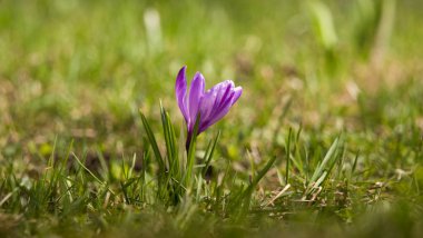 Doğal bir arka plan bahar üzerinde güzel mor bitkisi çiçeği