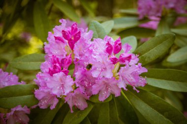 Doğal bir arka plan üzerinde güzel pembe ormangülü çiçek