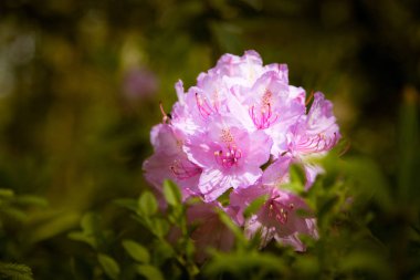 Doğal bir arka plan üzerinde güzel pembe ormangülü çiçek