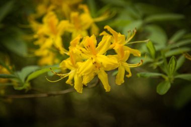 Güzel sarı ormangülü çiçek doğal bir arka plan üzerinde