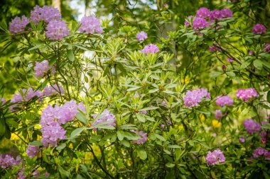 Doğal bir arka plan üzerinde güzel pembe ormangülü çiçek