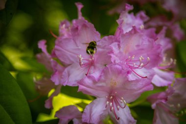 Doğal bir arka plan üzerinde güzel pembe ormangülü çiçek