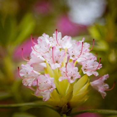 Doğal bir arka plan üzerinde güzel pembe ormangülü çiçek