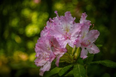 Doğal bir arka plan üzerinde güzel pembe ormangülü çiçek