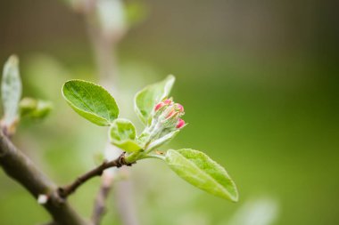 Güzel taze elma ağacı çiçekleri doğal bir arka plan üzerinde.