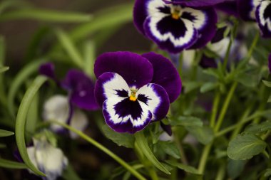 Doğal ortamlarında güzel mor çiçekler