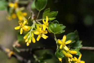 Doğal ortamlarında güzel sarı çiçekler