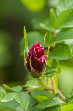 Yaz aylarında doğal bir arka plan üzerinde güzel yabani gül