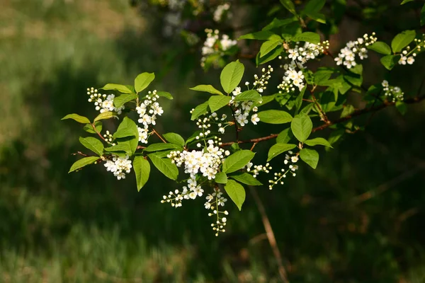 Beautiful bird cherry flowers on a natural background in summer — Stock Photo, Image