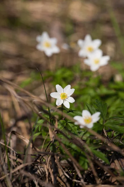 Mooie witte hepaticas op een natuurlijke achtergrond in het voorjaar — Stockfoto