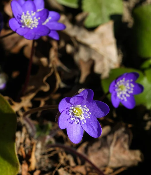 Beautiful common hepaticas on a natural background in spring — Stock Photo, Image