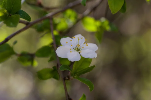 Vackra vita körsbärsblommor på en naturlig bakgrund under våren — Stockfoto