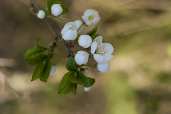 Belles fleurs de cerisier blanc sur un fond naturel au printemps — Photo