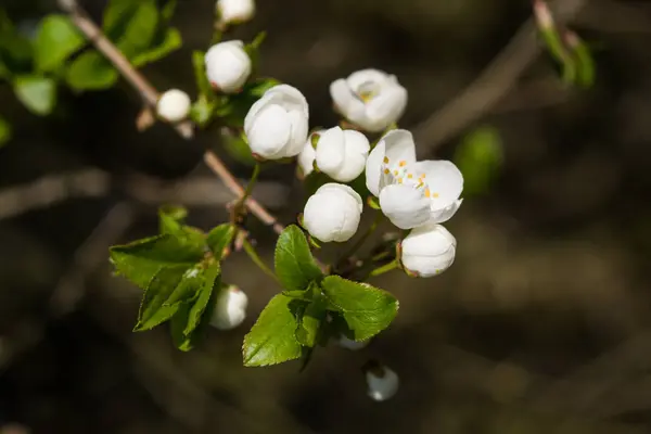 Весной на естественном фоне расцветает красивая белая вишня — стоковое фото