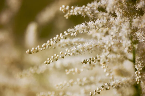 Un hermoso primer plano de flores blancas de astilbe — Foto de Stock