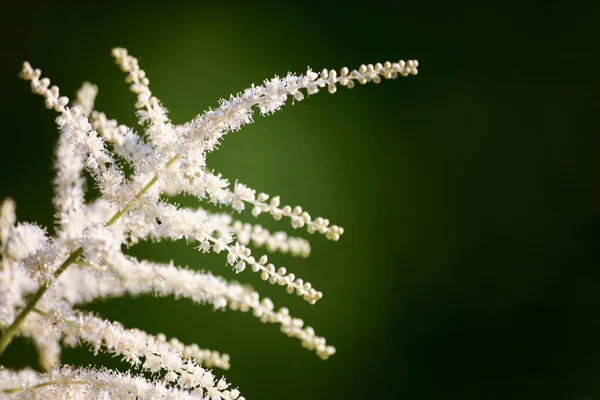 Un beau gros plan de fleurs d'astilbe blanc — Photo