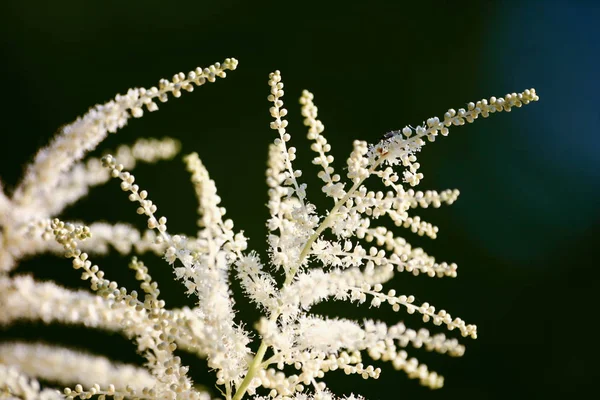 Um belo close-up de flores brancas astilbe — Fotografia de Stock