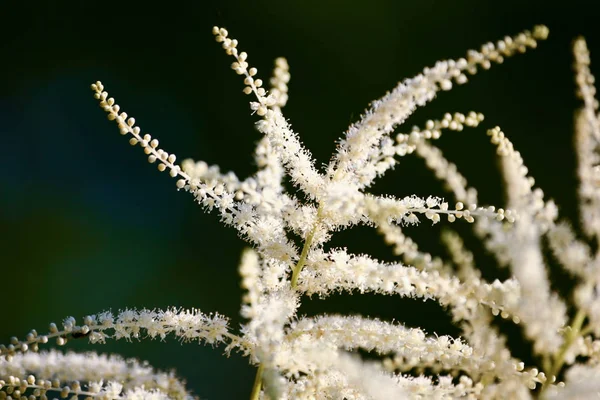 Un beau gros plan de fleurs d'astilbe blanc — Photo