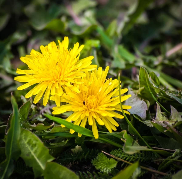 Beautiful dandelion on a natural background in summer — Stock Photo, Image