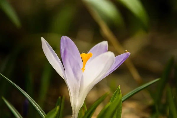 Красивые белые крокус цветы на естественном фоне весной — стоковое фото