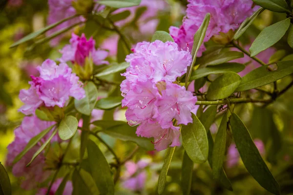 Doğal bir arka plan üzerinde güzel pembe ormangülü çiçek