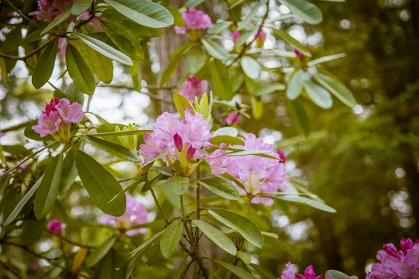 Lindas flores de rododendro rosa em um fundo natural — Fotografia de Stock