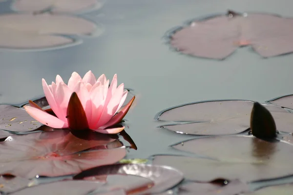 A beautiful pink water lily in a natural habitat. — Stock Photo, Image