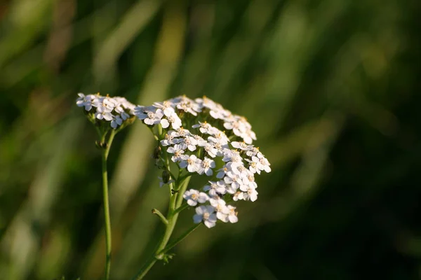 自然の生息地で美しい白い花 — ストック写真