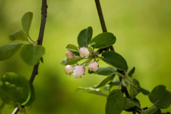 Bei fiori di melo freschi su uno sfondo naturale . — Foto Stock