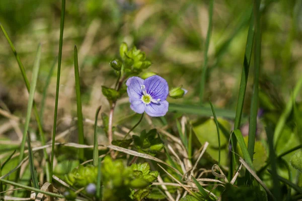 Lindas pequenas flores azuis na grama na primavera — Fotografia de Stock